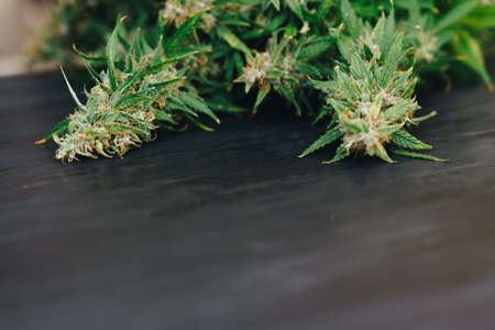 Large buds of fresh cannabis on a black background of a woodenの写真素材