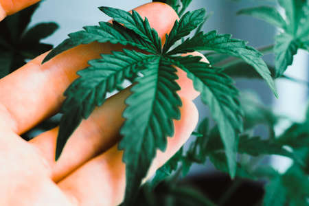 hands on a man A beautiful leaf of cannabis, marijuana, herb con indoor cultivation, cannabis grow Green, indoor cultivationの写真素材