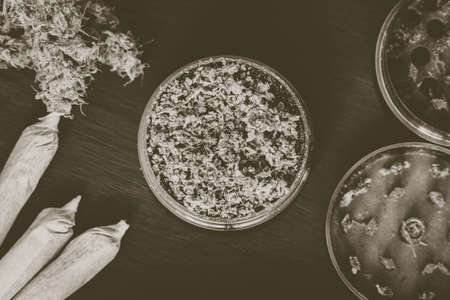 Macro of marijuana with trichomes and crushed grass in a grinder for chopping a canapis on a black tableの写真素材
