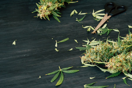 Scissors trimming marijuanaの写真素材
