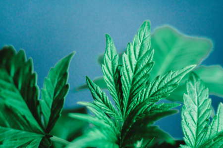 Leaves and Strokes of a young cannabis plant at the stage of veg plant medical marijuana Marijuana leaves, A beautiful leaf of cannabis, marijuana, herbal hands at the man, indoor cultivationの写真素材