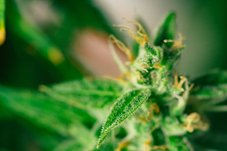 Beautiful cannabis buds in the indoor grown before harvest. Macro shot with sugar trichomes....