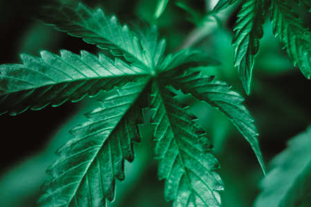 Marijuana leaves, cannabis on a dark background, beautiful background, indoor cultivationの写真素材