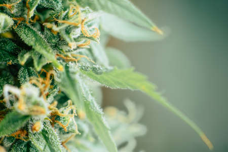Macro shot trichomes on buds weed cannabis with sugar trichomes. concepts of grow and use of marijuana cbd thc medicinal. Concepts of legalizing herbs grow indoorの写真素材