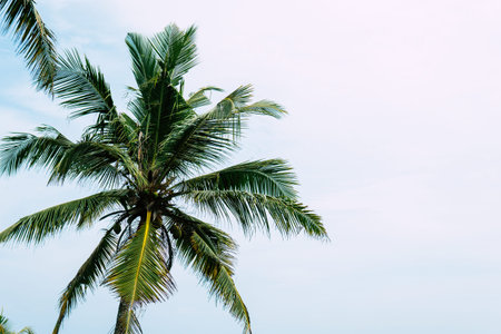 Untouched tropical beach in Sri Lanka