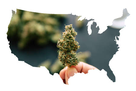 Cannabis bud in hand of man Macro of cannabis weed marijuana flowers with trichomes close upの写真素材