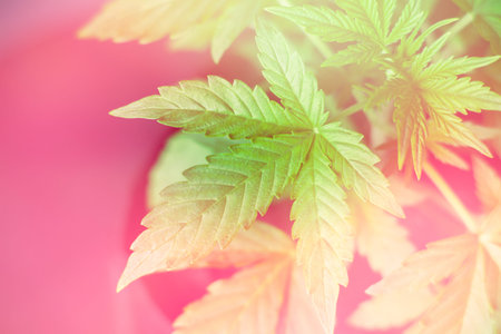 Marijuana leaves, cannabis on a dark background, beautiful background, indoor cultivation