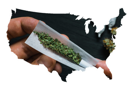 The man twists the canth from fresh marijuanaの写真素材