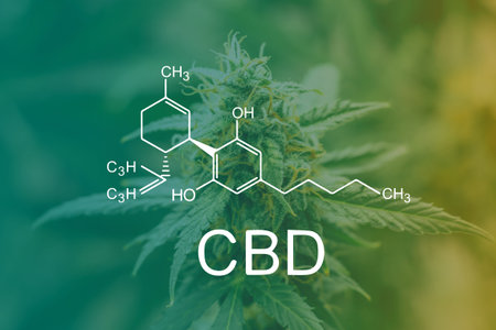 marijuana cbd thc. Concepts of legalizing medicinal herbs weed, bud cannabis, Macro shot with sugar...
