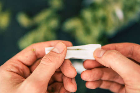 Rolled joint cannabis weed in hand of man Cones bud of marijuana flowers cannabis in hand of man black background close upの写真素材