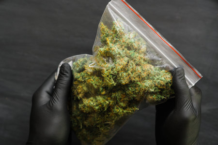 Package cannabis in hand .A lot of marijuana Package with weed and fresh buds of cannabis many weed....