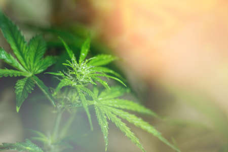 Flower and leaves of cannabis green cannabis With drops of water on the surface of the sheets macroの写真素材