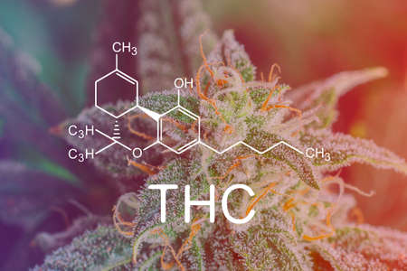 Medical marijuana harvestingの写真素材