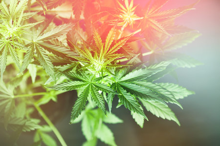Beautiful background green cannabis flowers copy spaceの写真素材