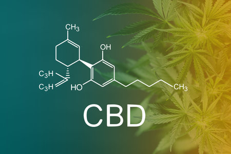 Beautiful background green cannabis flowers copy spaceの写真素材