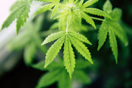 cannabis plant on a black background, marijuana plants, a top view.