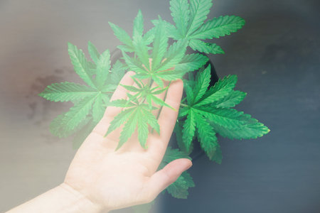 Marijuana leaves, cannabis on a dark background, beautiful background, indoor cultivation