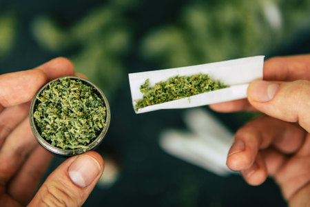 Joint rolled in hand of man and grinder Cones bud of marijuana flowers cannabis in hand of man black...