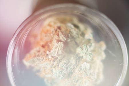 cannabis trichomes macro photo of plant marijuana bud health, cultivation of hybrid varieties of Indica and Sativa medical universitiesの写真素材