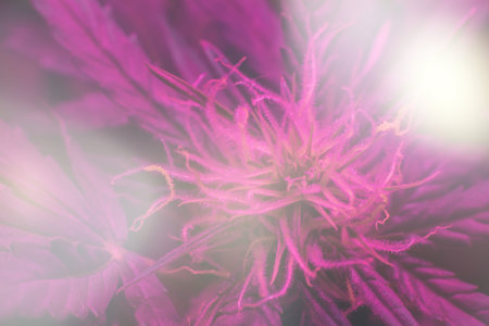 Macro shot of a flower of marijuana flowering