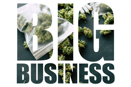 Cannabis bud in hand of man Macro of cannabis weed marijuana flowers with trichomes close up