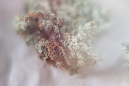 cannabis trichomes macro photo