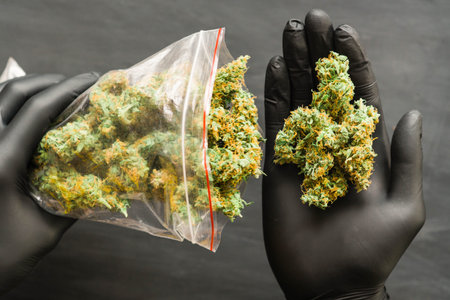Package cannabis in hand .A lot of marijuana Package with weed and fresh buds of cannabis many weed....