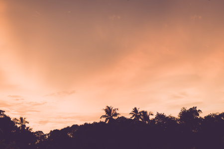 Tropical palm tree with colorful bokeh sun light on sunset sky cloud abstract background. Summer...