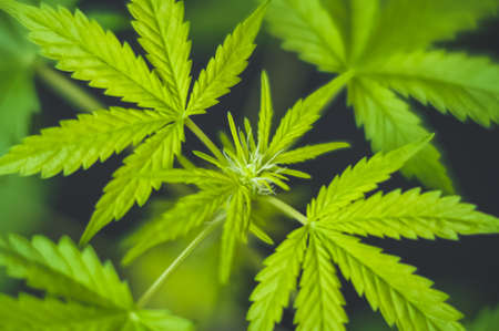 Cannabis flower underneath grow lights, Grown by TKO Reserve top viewの写真素材