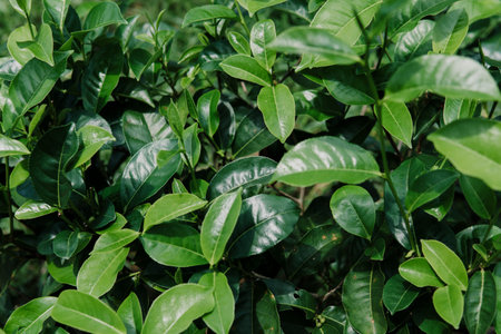 Fresh green tea leaves at plantation under sunset sky. Nature landscape of Cameron highlands,...