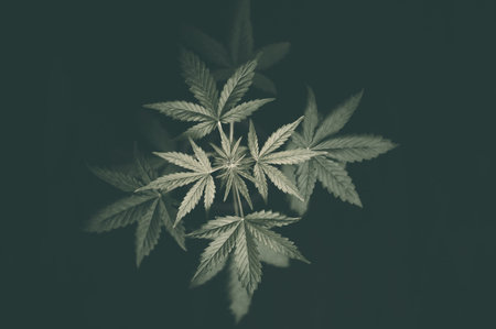 Indoors marijuana growing, cannabis