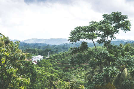 Tea plantation in sunset time. Nature backgroundの写真素材