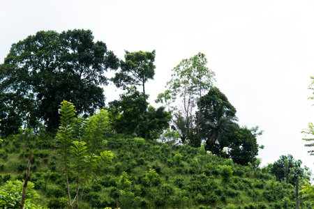 Landscape of green tea plantations. Munnar, Kerala, India