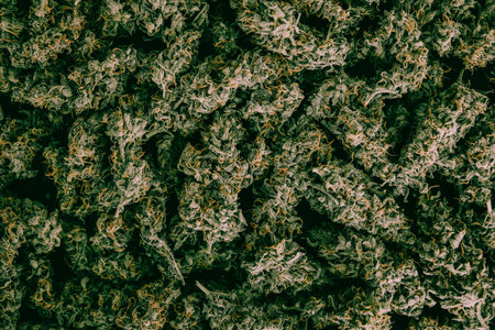 background buds top view and weed and buds moody green tone Macro of marijuana joints