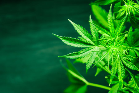 Beautiful background green cannabis flowers copy spaceの写真素材
