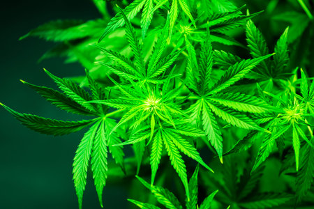 Beautiful background green cannabis flowers