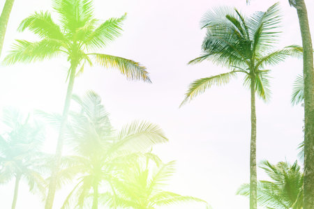 Silhouettes of palm trees against the sky during a tropical sunset.