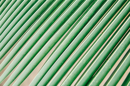 Texture and pattern of palm leaves.
