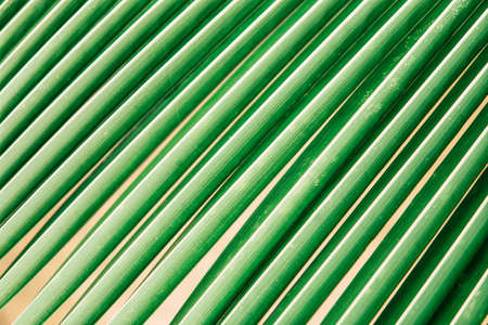 Tropical jungle palm foliage, dark green tonedの写真素材