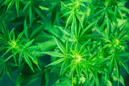 Green background. Marijuana leaves. Marihuana plants close up. Growing indoor cultivation. Cannabis...