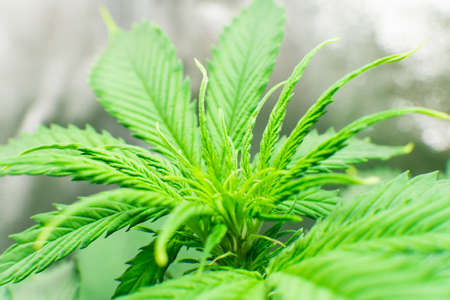 Marijuana business. Hemp flower Indoor growing. Planting cannabis. Macro shot. Home Grow legal Recreational Marijuana. Cannabis grow operation.の写真素材