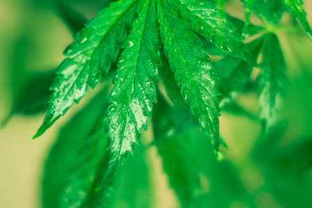 Green background. Cannabis flowers. Marihuana plants close up. Medical cannabis and legalization of marijuana. Marijuana leaves. Growing indoor cultivation. Planting weed.の写真素材