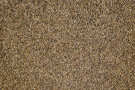 Many Cannabis seeds. Macro detail of marijuana seed. Organic Hemp seed. Hemp seeds background in macro. Close up.の写真素材