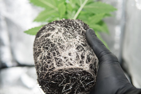Roots In the hands of the grower. Professional cannabis cultivation grow. Beautiful roots of the...