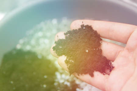 Soil in the hands of a man. Substrate for marijuana. Close up. Soil growing cannabis. A mixture of earth, perlite and vermiculite. The concept of growing medical cannabis in the doore indoor.の写真素材