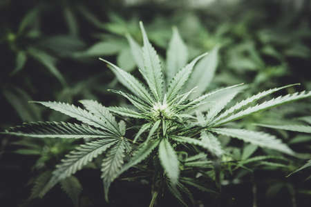 Legal Marijuana cultivation in the home. Cannabis at the beginning of flowering. Medicinal indica with CBD. Green background of leaves. Young cannabis plant. In door grow hemp.の写真素材