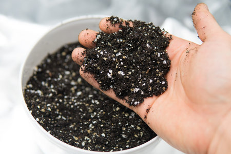 The concept of growing medical cannabis in the doore indoor. Pot with soil for growing cannabis. A...