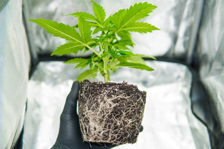 Professional cannabis cultivation grow. CBD in roots Marijuana. Beautiful roots of the marijuana...