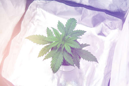 Marijuana in grow box  tent. Vegetation of Cannabis Growing. Cultivation growing under led light. Top view. Cannabis Plant Growing.の写真素材