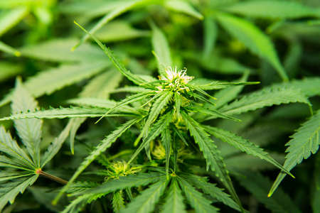 Cannabis at the beginning of flowering. Medicinal indica with CBD. In door grow hemp. Young cannabis plant. Green background of leaves. Legal Marijuana cultivation in the home.の写真素材